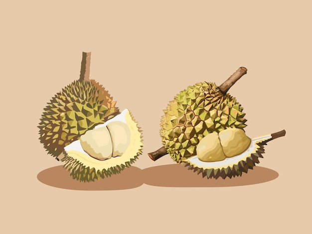 Koning van de vruchten Illustratie van een durian