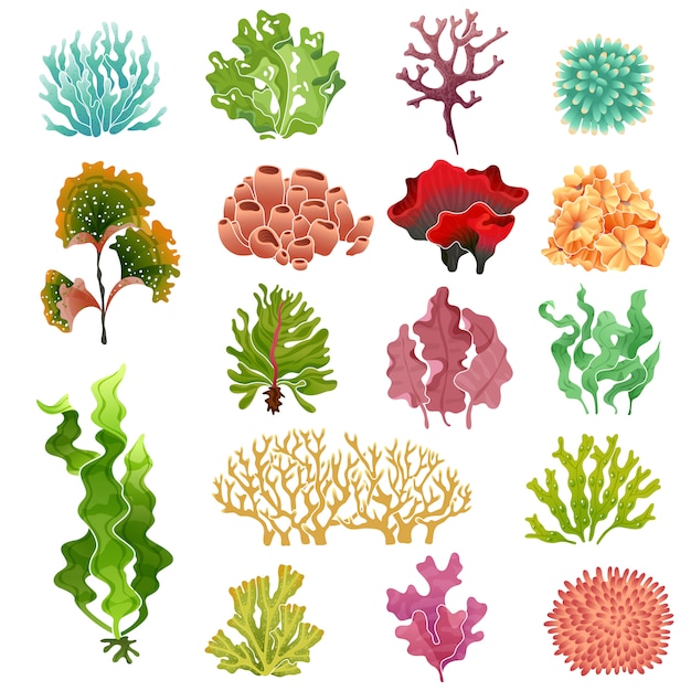 Koraal en zeewier. Onderwaterflora, zeewater zeewieren aquarium kelp en koralen. Oceaan planten vector set