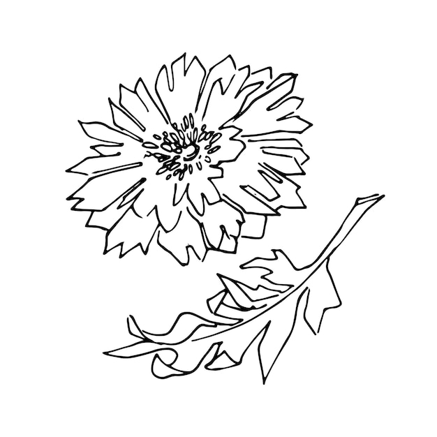 Korenbloem Hand getrokken doodles vector