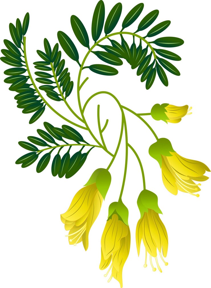 Vector kowhai the national flower of new zealand new zealand flower illustration of kowhai flowers