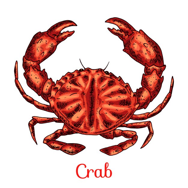 Krab hand getekende illustratie