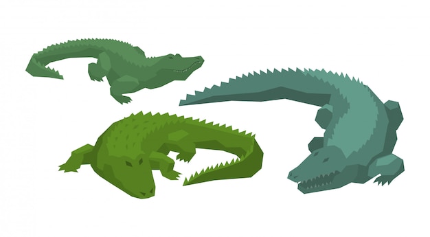 Krokodil vector cartoon crocodilian karakter van groene alligator carnivoor
