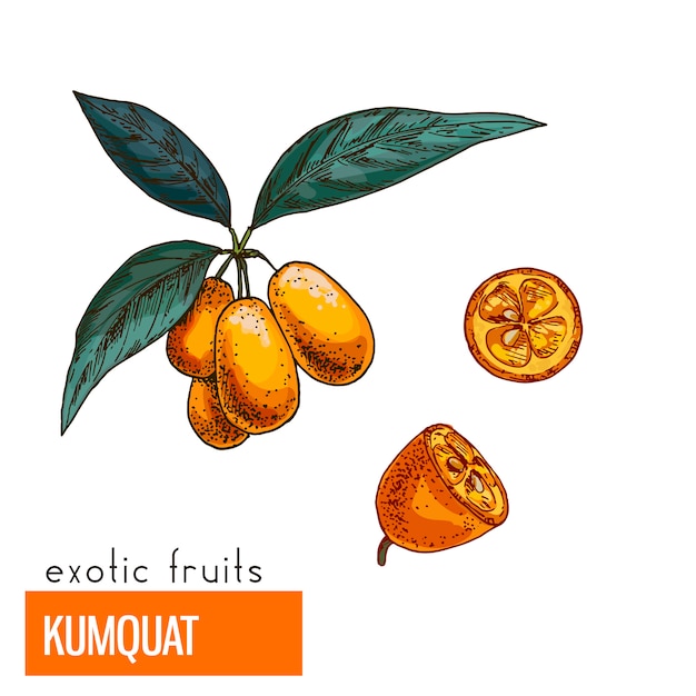 Kumquat illustrazione vettoriale di colore.