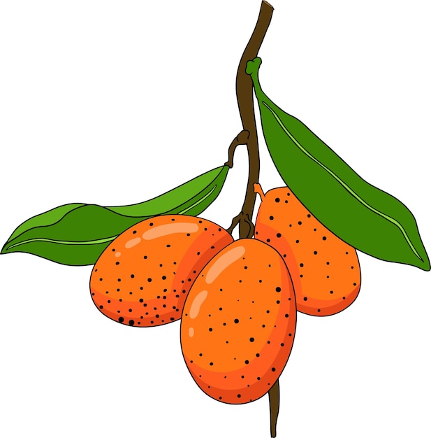 Vector kumquat golden mandarin orange citrus fruits hand drawn colored elements