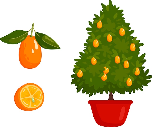 Kumquat plant with fruits on white for Chinese New Year