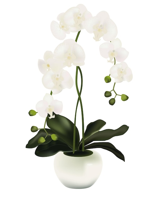 Kunst met witte orchidee in pot.