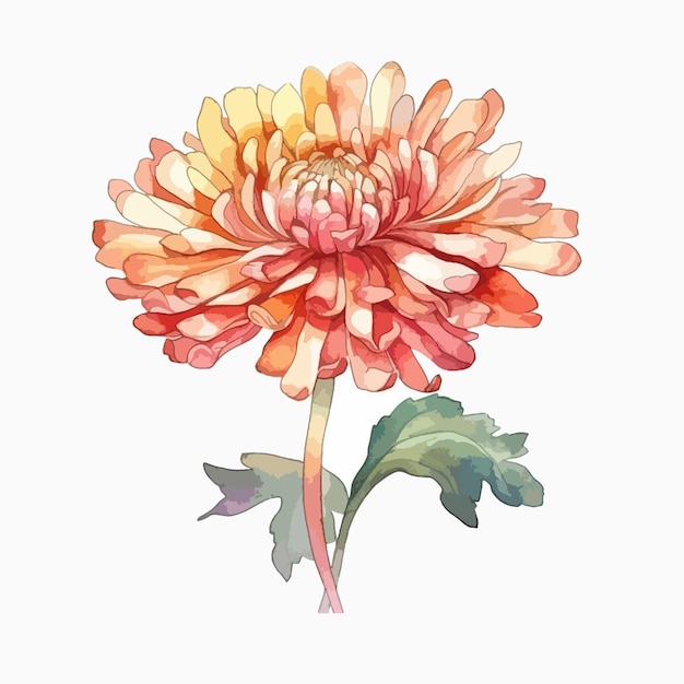 Vector kunstzinnige aquarelillustratie van een delicate chrysanthemum