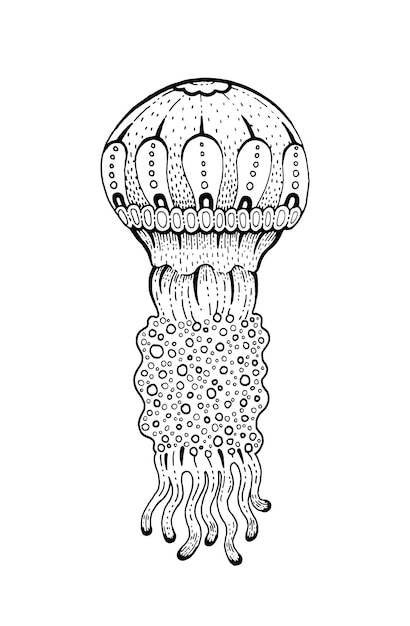 Kwallen onderwater kwallen pictogram Koraalrif dier schets pictogram Zwart gegraveerd water element