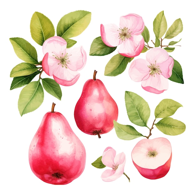 Kweepeer aquarel clipart