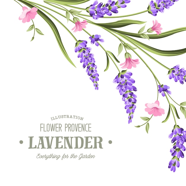 Vector label met lavendel.