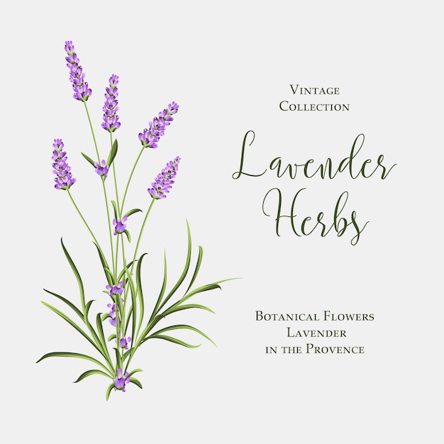 Vector label with lavender bush. bunch of summer flowers on a white background.