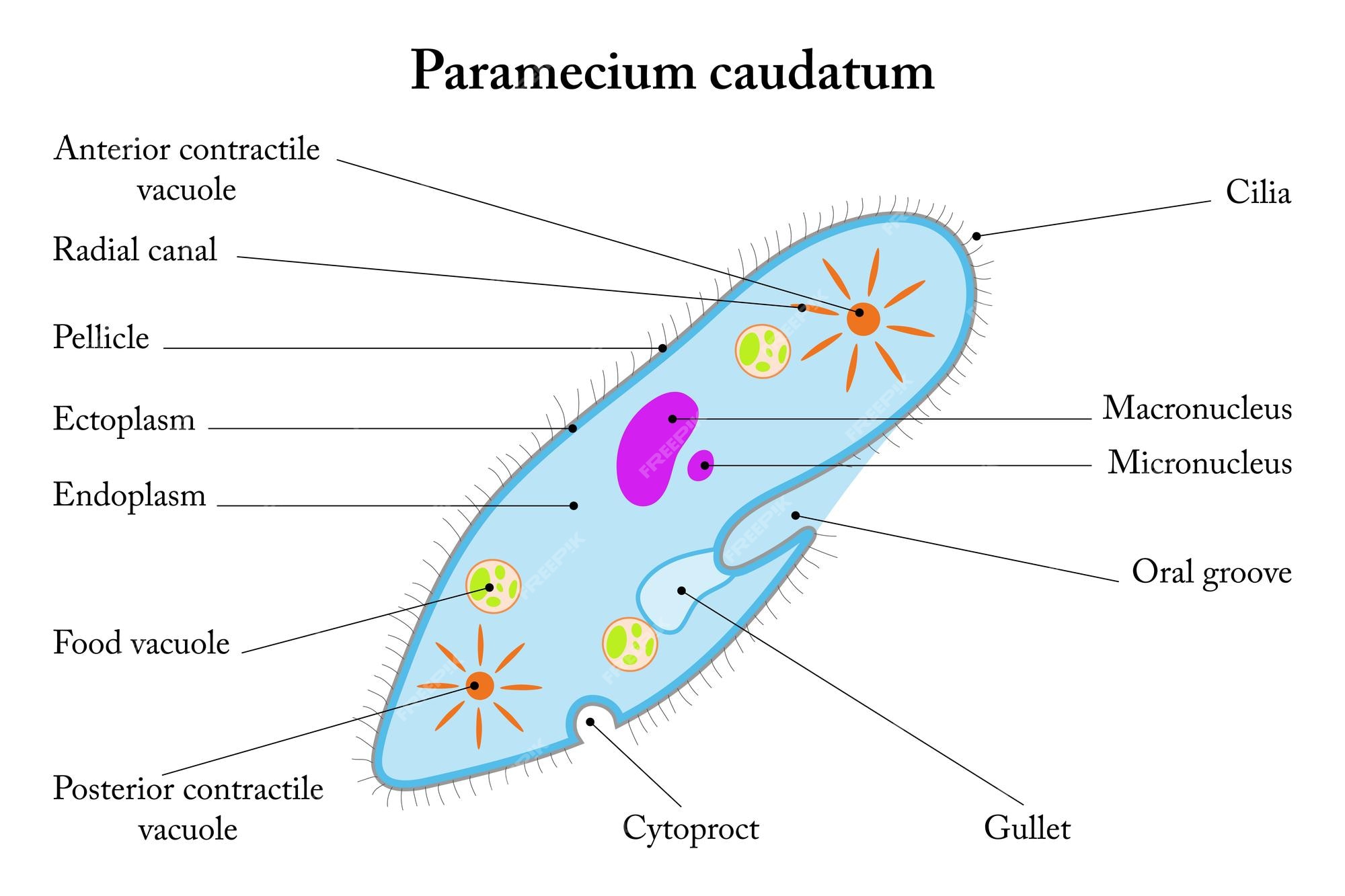 Premium Vector | Labelled diagram of paramecium caudatum