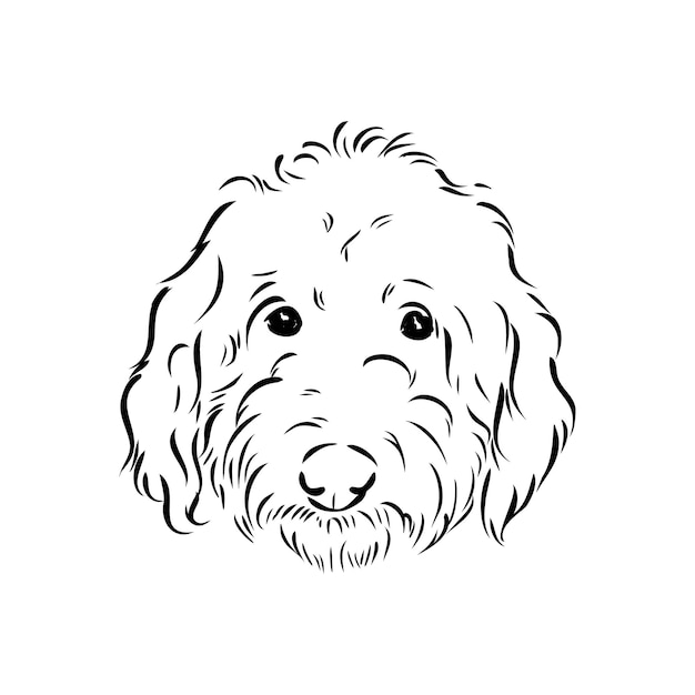 Labradoodle 혼합 개 호주 푸들 Labradoodle 벡터 스케치 호주 푸들 벡터 스케치