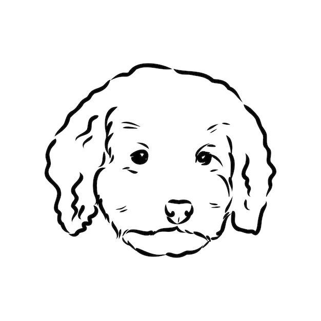 Labradoodle 혼합 개 호주 푸들 labradoodle 벡터 스케치 호주 푸들 벡터 스케치