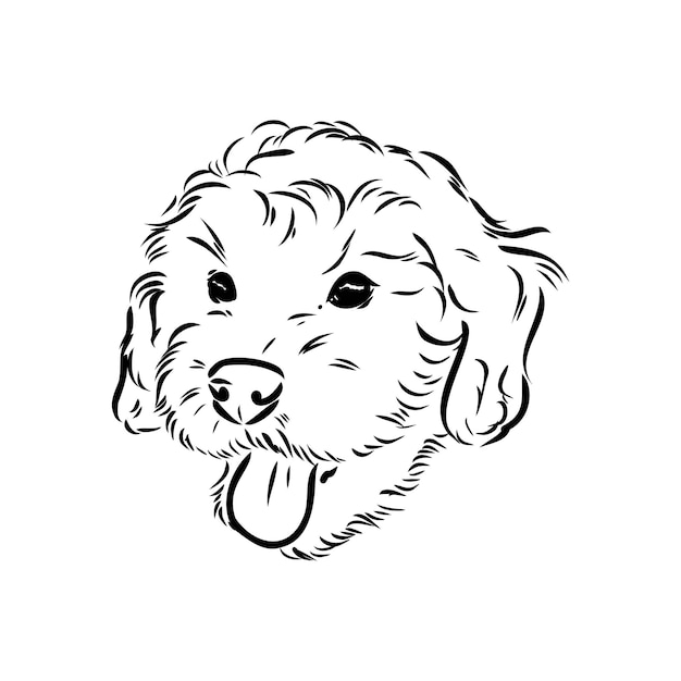 Labradoodle Mix dog  vector isolated illustration on white background australian poodle