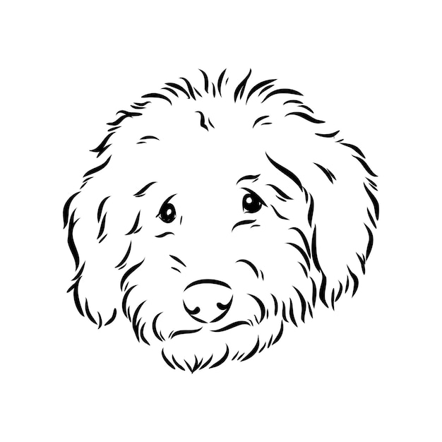 Vector labradoodle mix dog - vector isolated illustration on white background