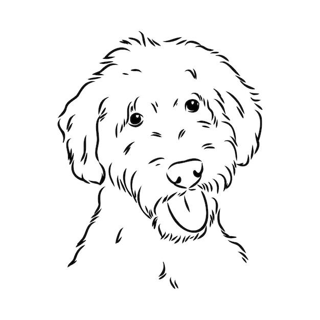 Vector labradoodle mix dog - vector isolated illustration on white background