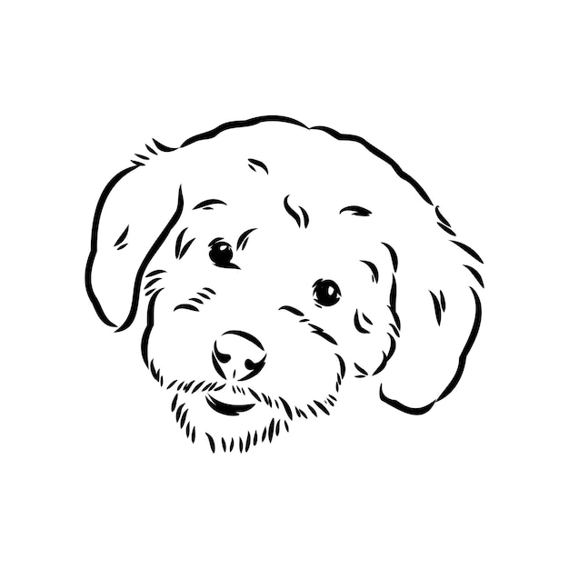 Labradoodle mix dog - vector isolated illustration on white background