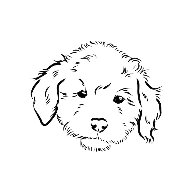 Labradoodle Mix hond vector geïsoleerde illustratie op witte achtergrond Australische poedel