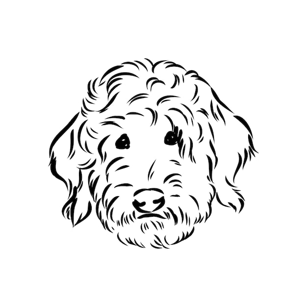 Vector labradoodle mix hond vector geïsoleerde illustratie op witte achtergrond australische poedel