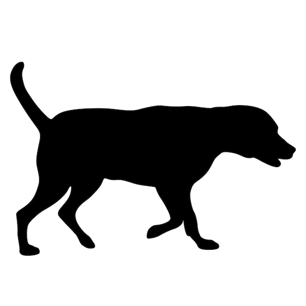 Labrador dog silhouette on a white background