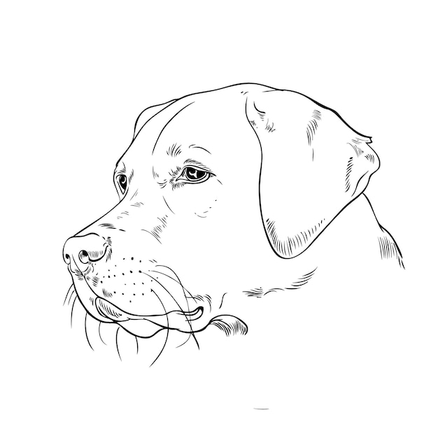 Vector labrador dog sketch