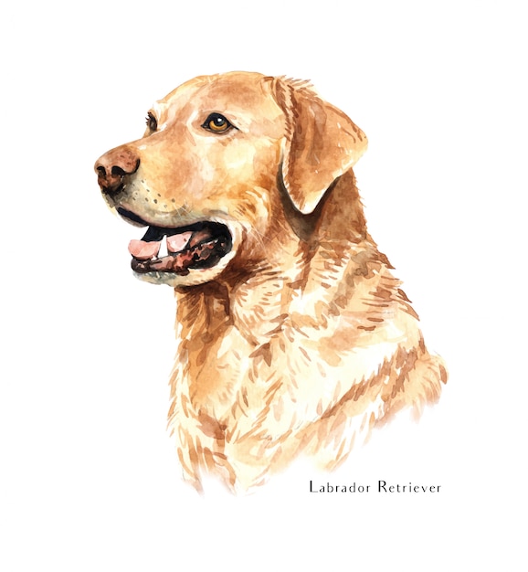 Vector labrador hond aquarel.