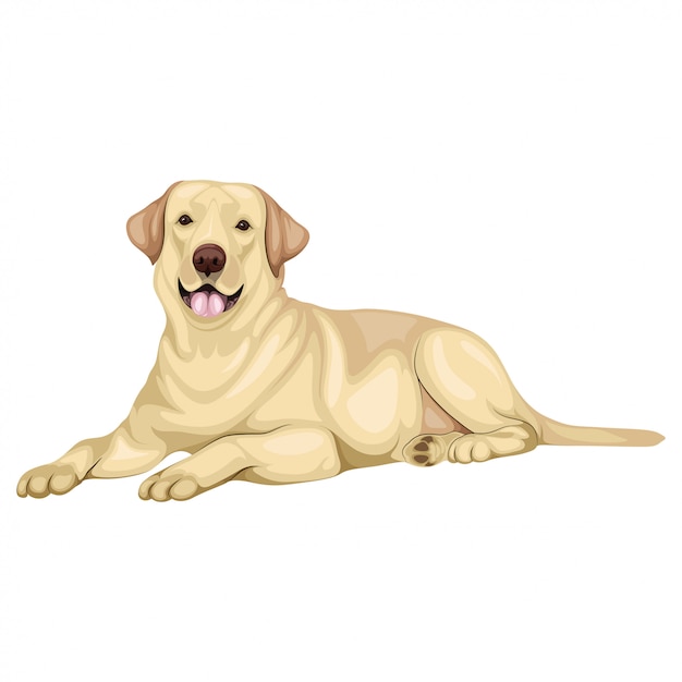 Vettore labrador retriever illustrazione del cane