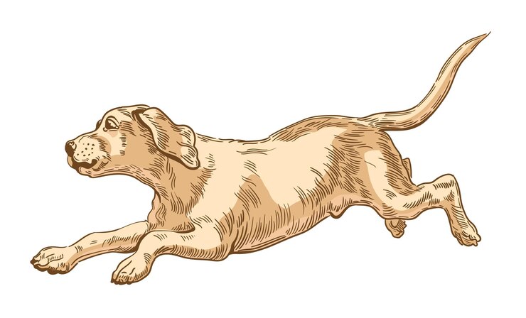Vector labrador retriever dog running in a jump young puppy vector illustration engraving