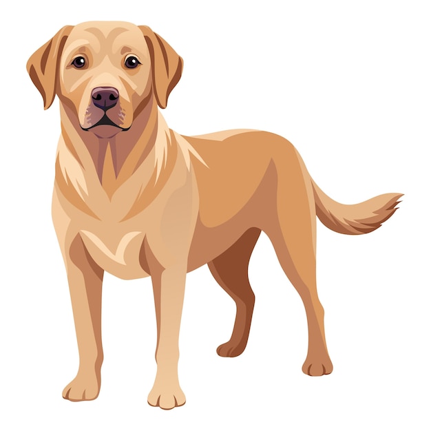 Лабрадор-ретривер Собака векторный стильClipart Иллюстрация с белым фоном