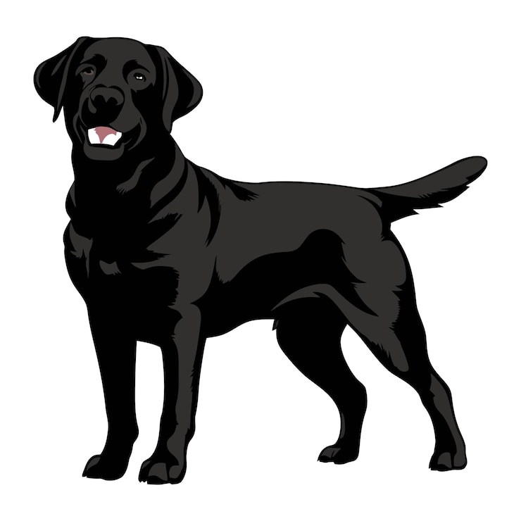 Vector labrador retriever hond set silhouet zwarte vector op witte achtergrond