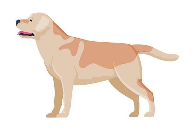 Vector labrador retriever purebred dog pet animal side view vector illustration