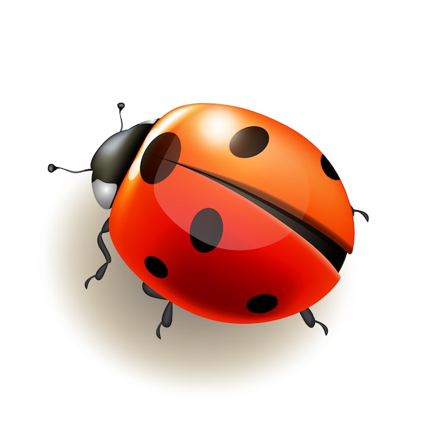 Coccinella. illustrazione.