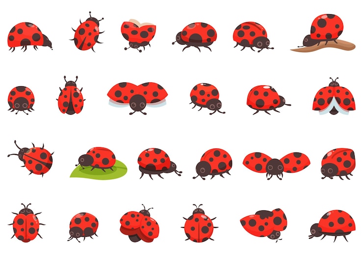 Vector ladybug icons set cartoon vector bug insect animal wing