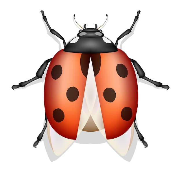 Vector ladybug insect vector isolated