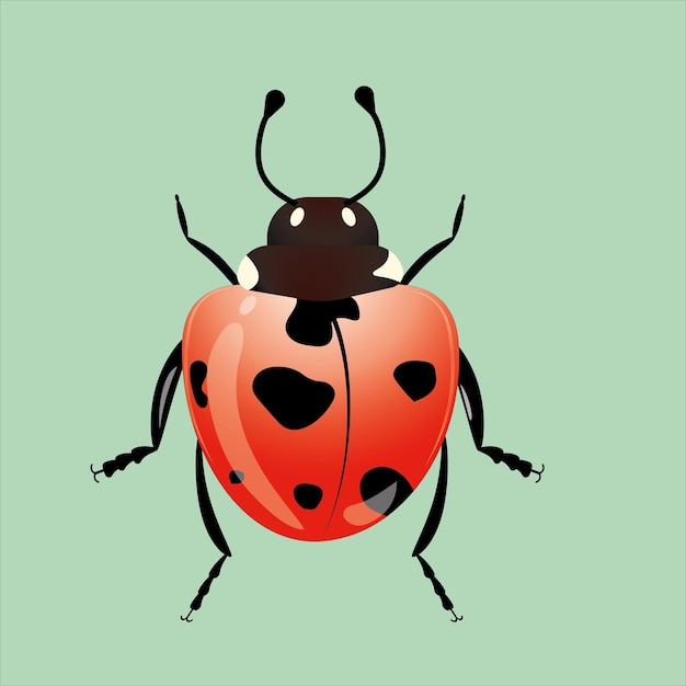 Ladybug