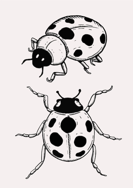 Vettore coccinella