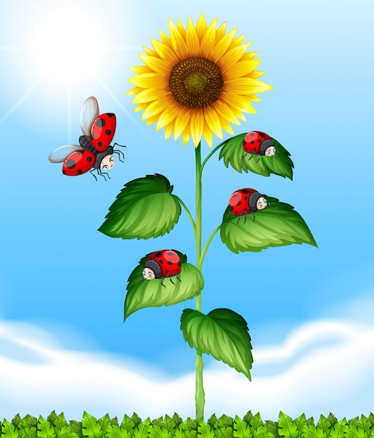 Vector ladybugs flying around sunflower