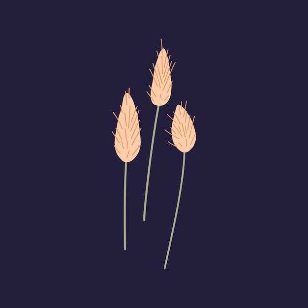 Lagurus ovatus erba secca con setole su steli coda di lepre pianta selvatica con pannocchie morbide composizione a coda di coniglio di campo illustrazione vettoriale piatta botanica isolata