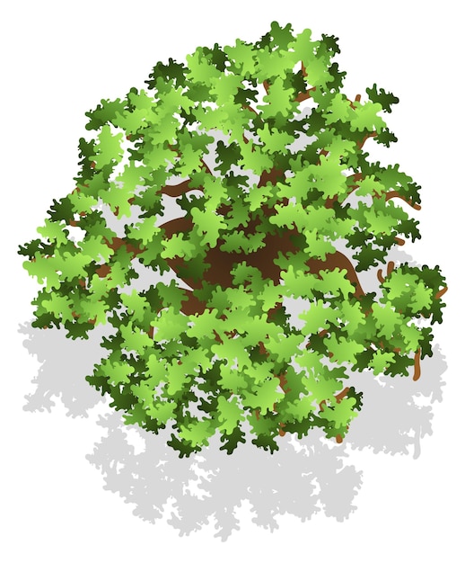 Vector landscape design plant element tree top view