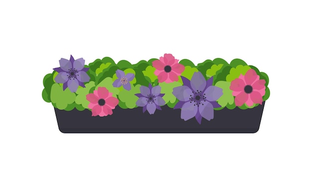 Lange pot bloemen geïsoleerd op een witte achtergrond. Bloembed voor het raam. Vector.