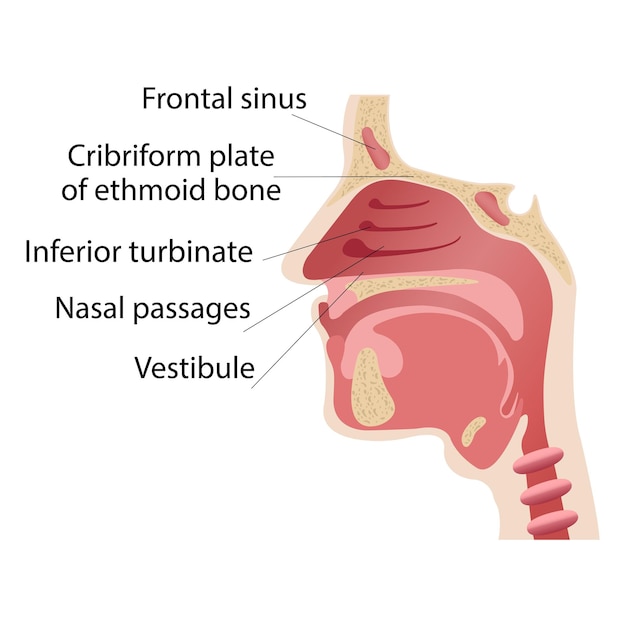 Langsnede van het diagram van de anatomie van de menselijke neus