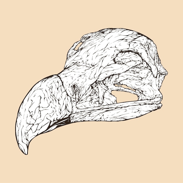 Lappet faced vulture skull head vector illustration