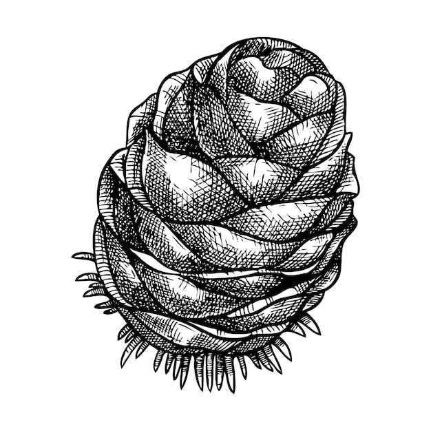 Larch cone vector illustration Handsketched conifer tree drawing Winter tree cone sketch