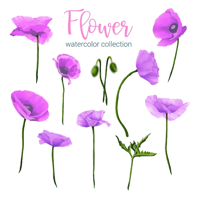 Large Botanical set of wild flowers Set of Separate parts and bring together to beautiful bouquet of flowers in water colors style on white background flat vector illustration