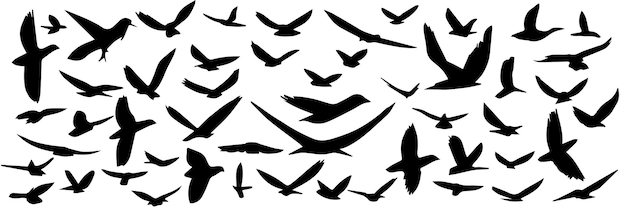 Большая коллекция силуэтов летающих птиц, нарисованных вручную. Набор силуэтов летающих птиц. Вектор