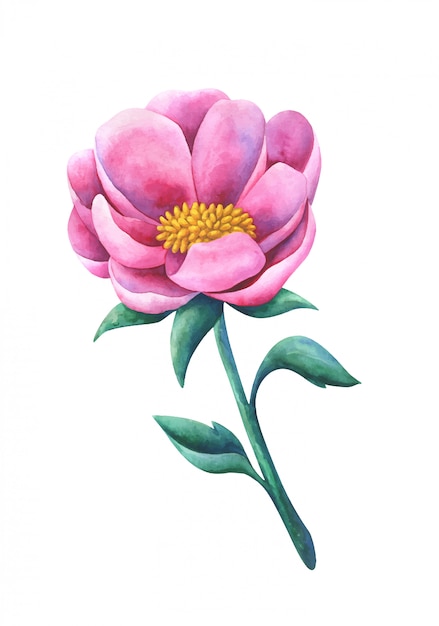 Vector a large, fancy pink flower. botanical watercolor illustration.