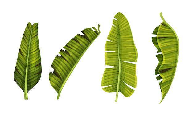 Вектор Большие гибкие и водонепроницаемые банановые листья с перекрестными векторами