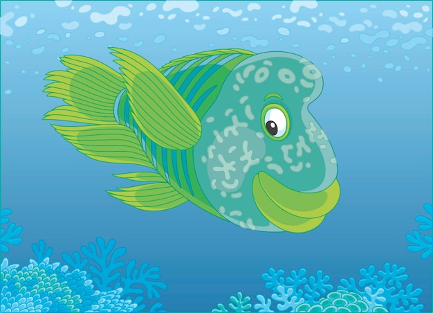 Grande labro gobba che nuota sopra una barriera corallina nell'acqua blu di un mare tropicale