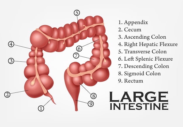 Vector large intestine human anatomy